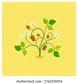 Illustration of a strawberry bush. Vector colorful illustration for cosmetics, perfumeries and food packaging.