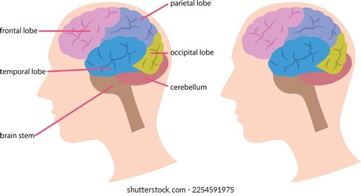 Illustration of the structure of the brain