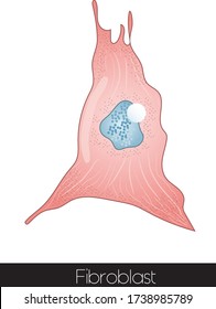 Illustration of structure of fibroblast.
