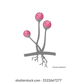 Illustration of the structure of the fungus Rhizopus oligosporus for organic fertilizer packaging labels isolated on a white background