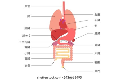 Ilustración de la estructura del cuerpo humano, órganos internos (órganos) solamente - Traducción: estómago ano apéndice recto ciego colon hígado tráquea vesícula biliar riñón duodeno intestino delgado páncreas