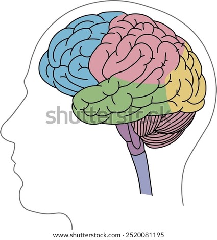 Illustration of the structure of the human brain