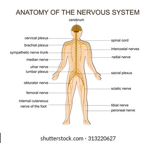 ILLUSTRATION OF THE STRUCTURE OF THE HUMAN NERVOUS SYSTEM