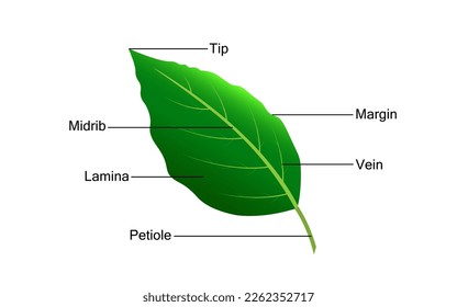 illustration of the structure of the leaf parts from the leaf stem, leaf bone to the tip suitable for illustration of science, biology or nature and plants education books