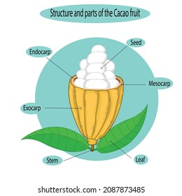Illustration of structure and parts of cacao fruit (Theobroma cacao)