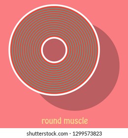 Illustration of Structure Skeletal Muscle Anatomy