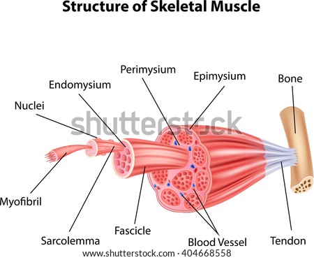 Illustration of Structure Skeletal Muscle Anatomy