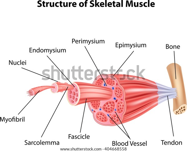 Illustration of
Structure Skeletal Muscle
Anatomy