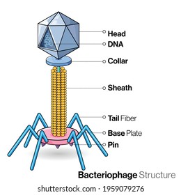 Illustration of structure of typical bacteriophage virus, with labelling.