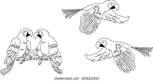 Illustration illustration of a stylish parrot in monochrome line drawing