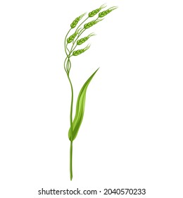 Illustration of stylized cereal grass. Decorative meadow plant. Twig for design and decoration.