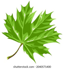 Ilustración de hoja de arce verde estilizada. Planta de verano decorativa.