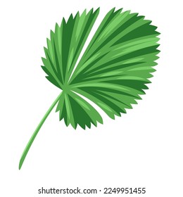 Illustration of stylized palm leaf. Image of tropical foliage and plant.