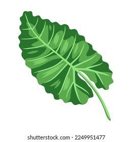 Illustration of stylized palm leaf. Image of tropical foliage and plant.