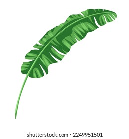 Illustration of stylized palm leaf. Image of tropical foliage and plant.
