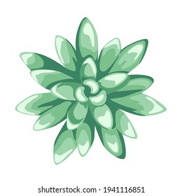 Illustration of succulent. Decorative home plant. Natural image.