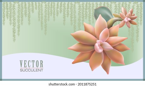 Illustration of a Succulent plant with a background of little succulent leaves.