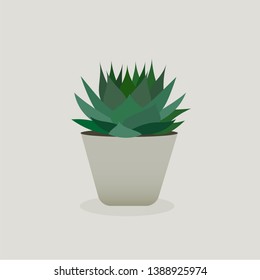 Illustration of Succulent in a pot . Aloe Vera	