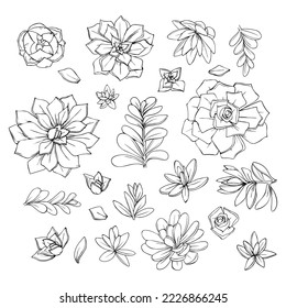 illustration of succulents flowers graphic decorative element black and white