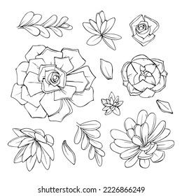 illustration of succulents flowers graphic decorative element black and white