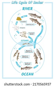 Illustration of sucker fish life cycle.
Vector, editable, colorful, fish, ocean creature, river, education, biology, science.