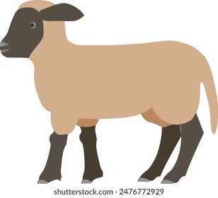 Illustration of a Suffolk lamb seen from the side