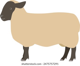 Illustration of a Suffolk sheep seen from the side