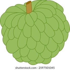Illustration of Sugar apple or custard apple.