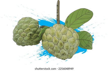 Ilustración de la manzana de azúcar con hoja sobre fondo de pintura de color azul. (Nombre científico Annona squamosa)