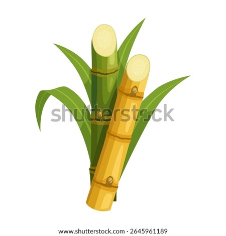 Illustration of sugarcane, isolated on white background, suitable as a packaging label for processed sugarcane products.