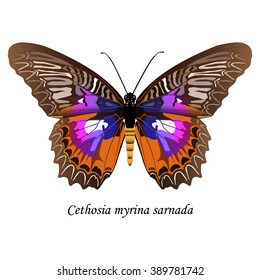 Illustration of Sulawesi butterfly of the Nymphalidae family -  Cethosia myrina sarnada. Element for design. ClipArt. The element of training patterns, biological descriptions, etc.