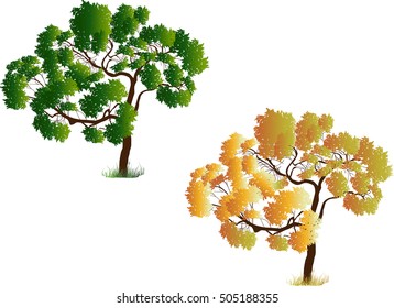 illustration with summer and fall tree isolated on white background