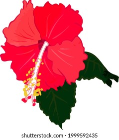 Illustration of summer flower hibiscus