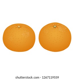 Illustration of the summer orange