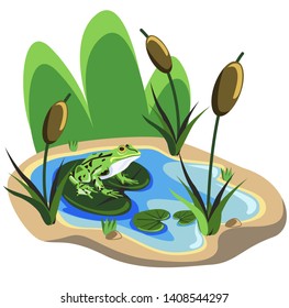 Illustration of a summer pond with a reed and a frog. Frog sits on a sheet of water lily