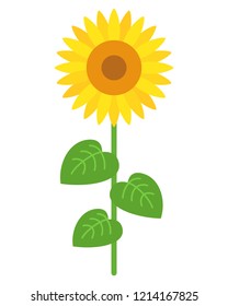 Illustration of Sunflower.