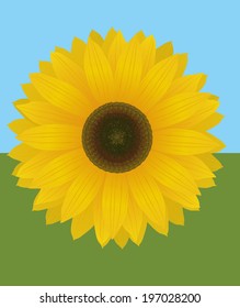 An illustration of a sunflower
