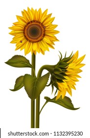 Illustration of sunflower bouquet with dew and ladybirds isolated
