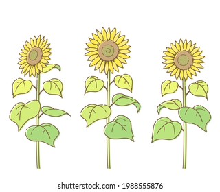 Illustration of sunflower in bright color