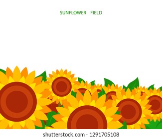 Illustration of a sunflower field on a white background. Set, suitable for cover design