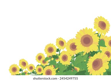 Illustration of sunflower field, Vector illustration