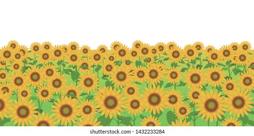 It is an illustration of a sunflower field with a white background.