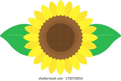 Illustration of sunflower.  Flower blooming in summer.