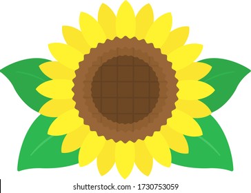 Illustration of sunflower.  Flower blooming in summer.