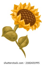 Illustration of sunflower. Image of autumn plant.