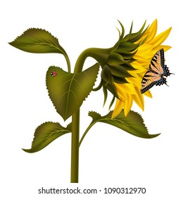 Illustration of sunflower with ladybird and swallowtail butterfly isolated
