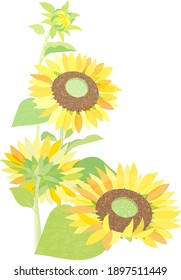 Illustration of sunflower on white background