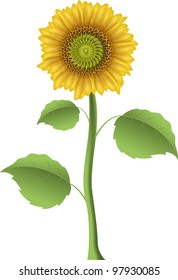 illustration of a sunflower on a white background