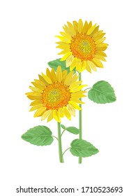 Illustration of sunflower. Summer image.