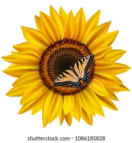 Illustration of sunflower and swallowtail butterfly isolated
